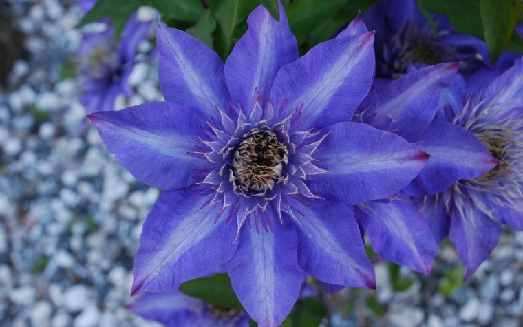 Клематис Ломонос