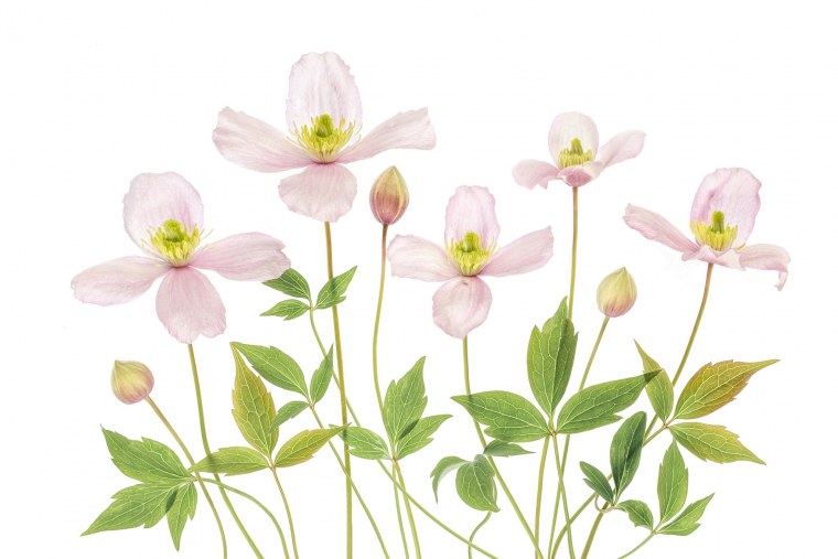 Клематис Ломонос белый