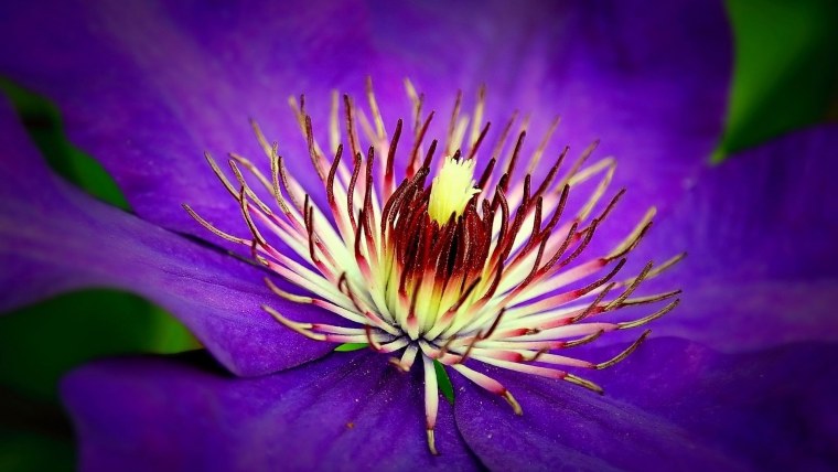 Клематис ассорти