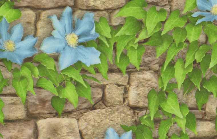 Клематис листья