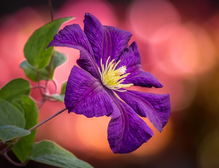 Клематисы обои