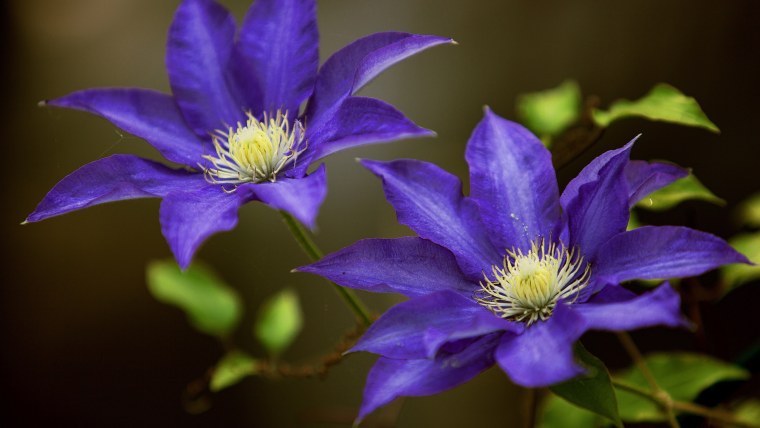 Ломонос фиолетовый Лиана