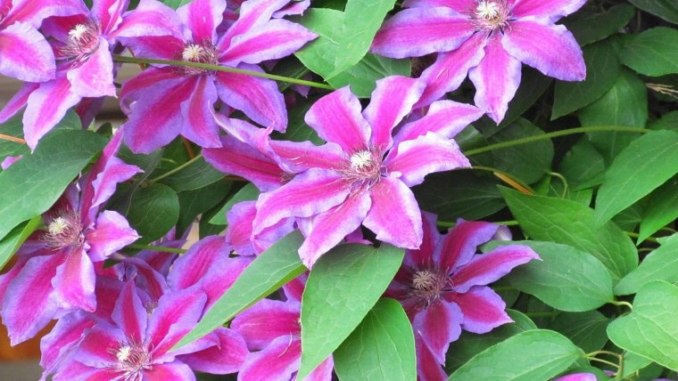 Клематис розовый природа