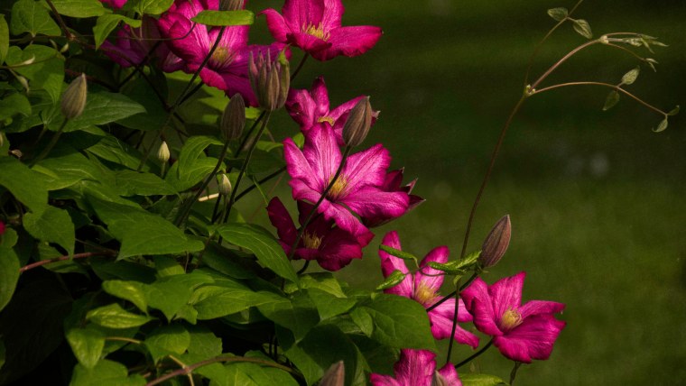 Клематис Лилак