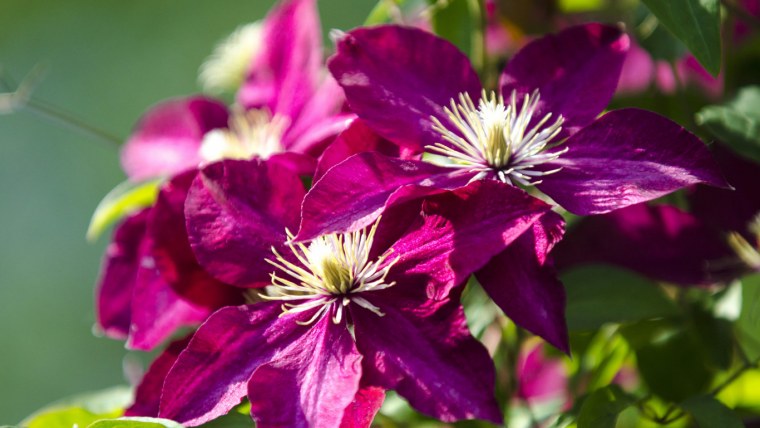Клематис Ломонос фиолетовый