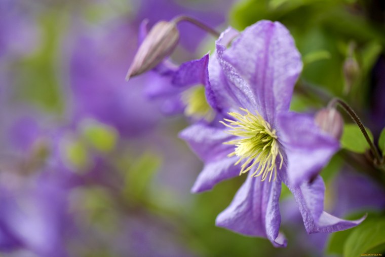 Клематис макро