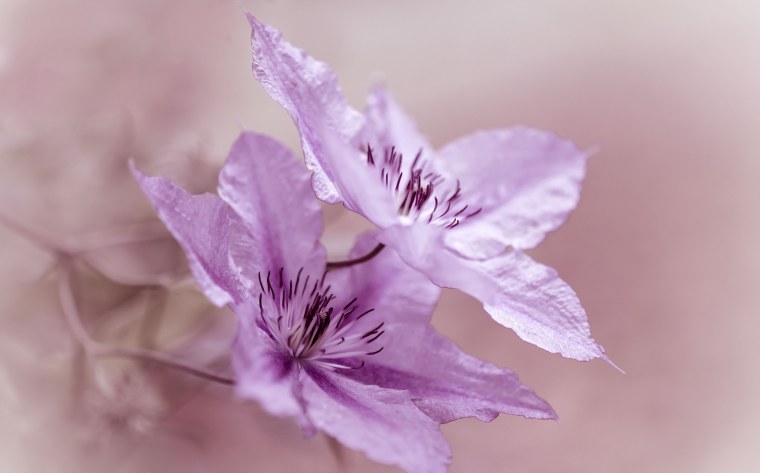 Клематис Бель оф Вокинг