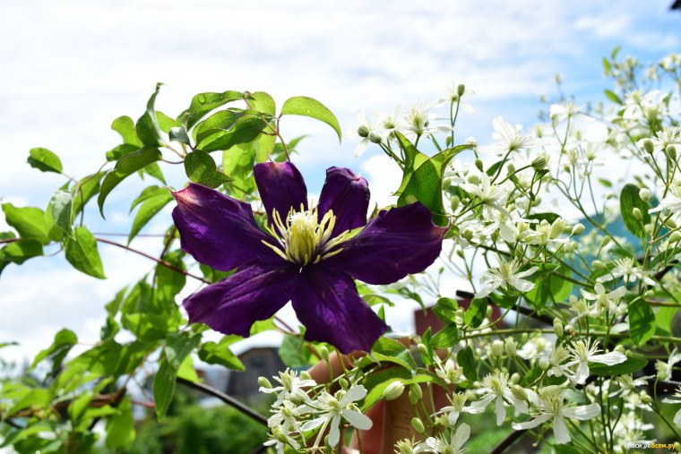 Клематис Ломонос