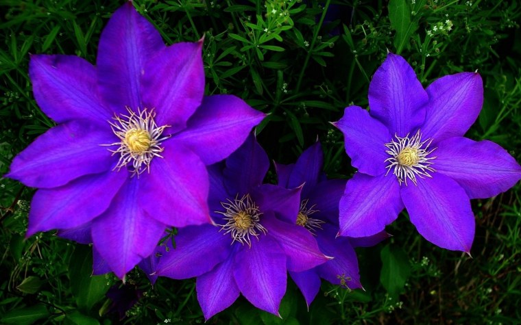 Клематис Вьюнок