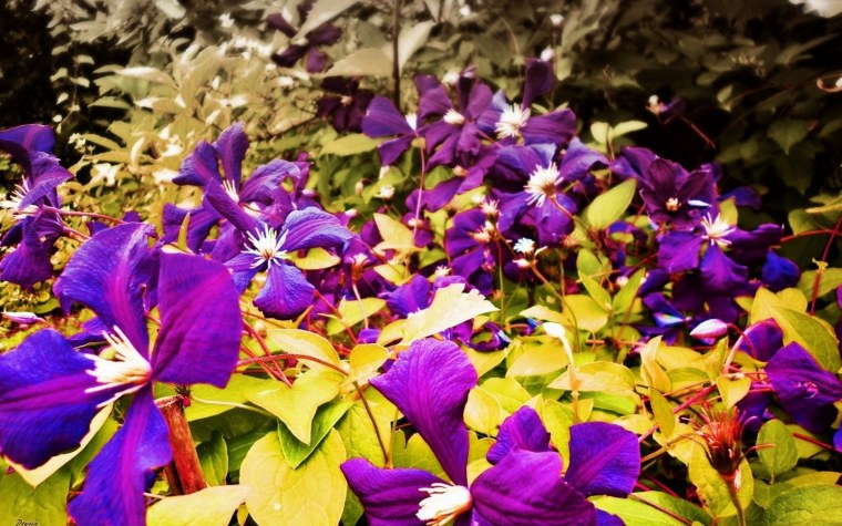 Клематис Мэнди/Mandy