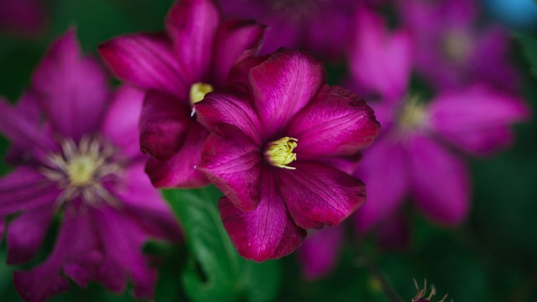 Клематис Уайт Перл