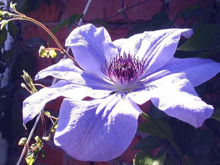 Клематис макро