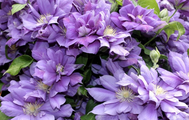 Клематис Рахварин