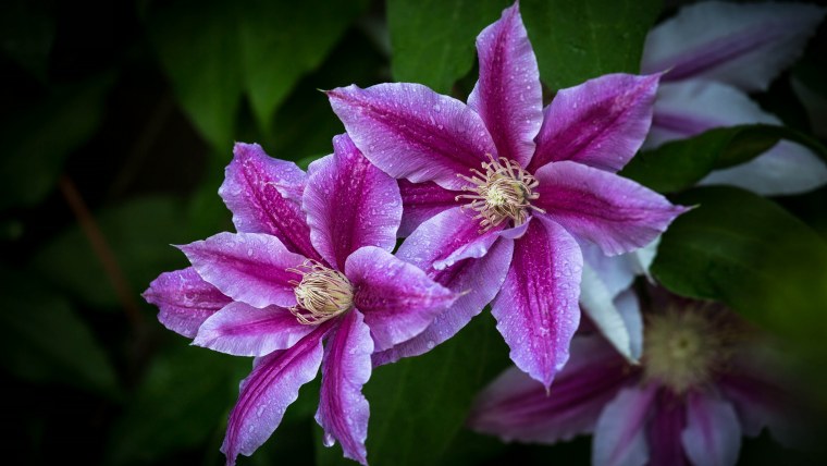 Обои клематис в интерьере