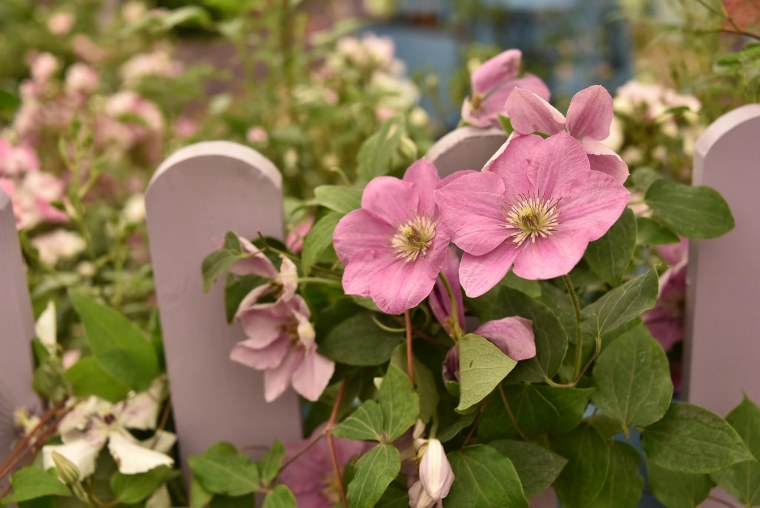 Клематис эмейзинг КИБО