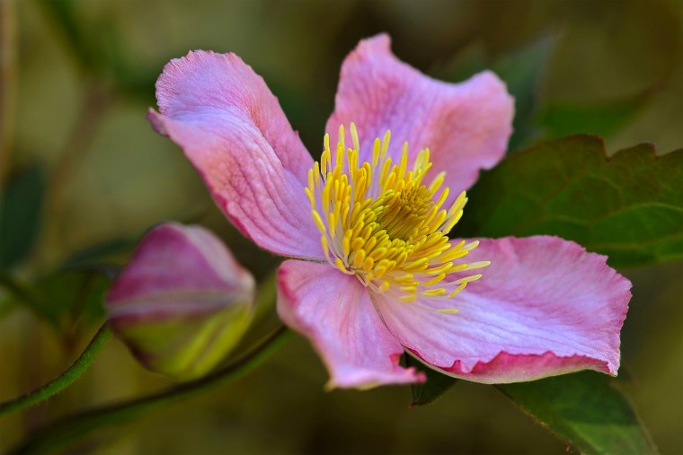 Куст Ломонос