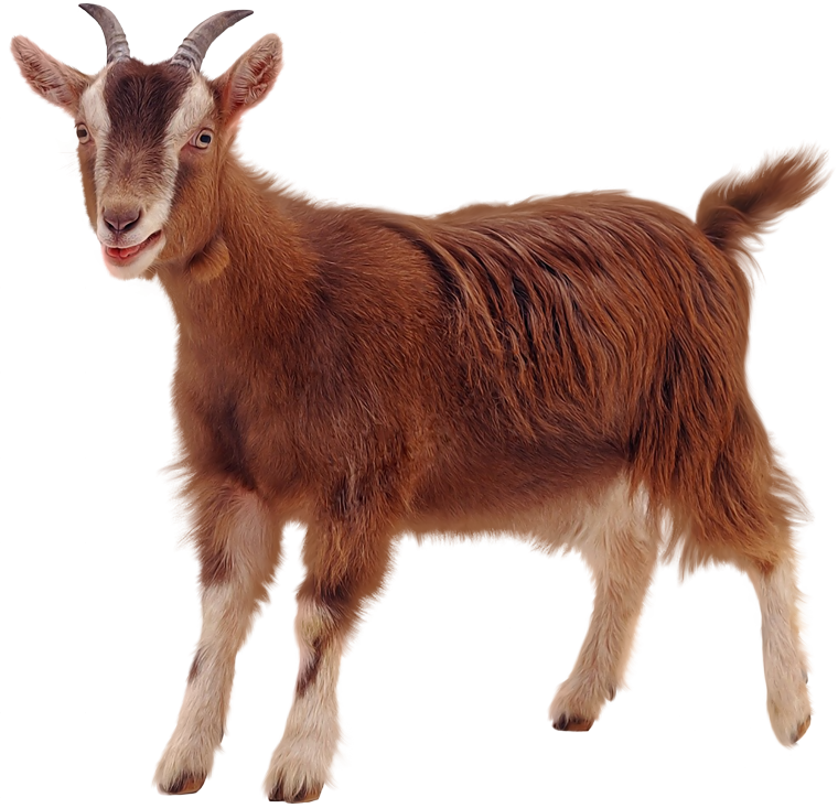 Собачки и кошечки