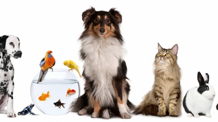 Много животных на белом фоне