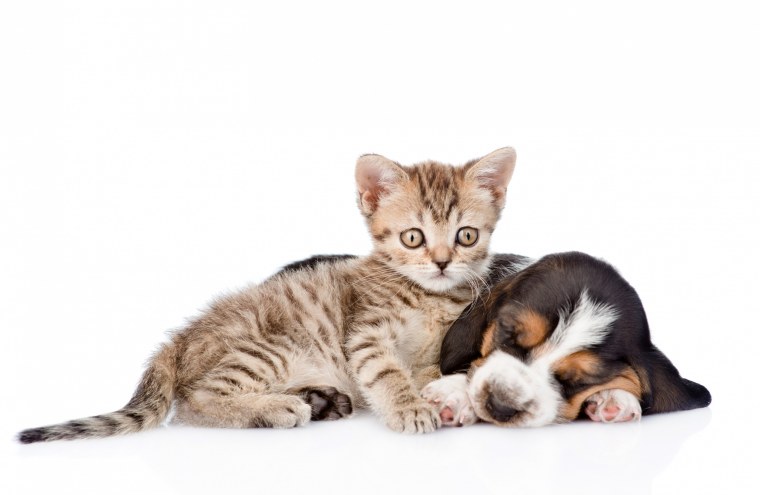 Oh my Pet торговый знак