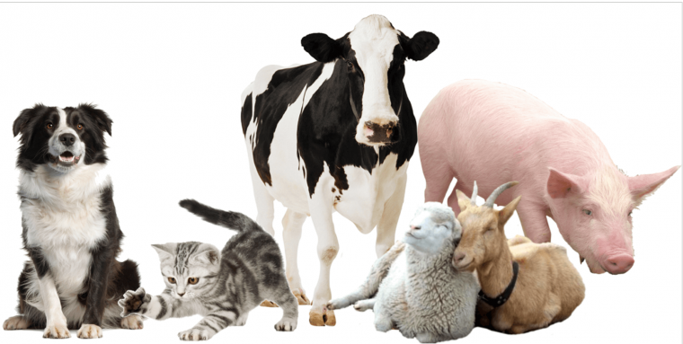 Собака на прозрачном фоне