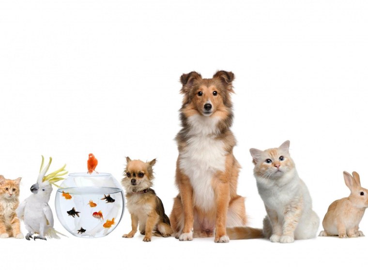 Кошки и собаки