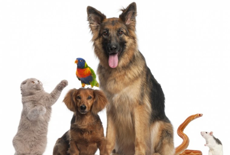 Собака без фона