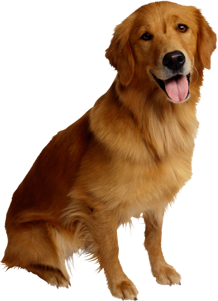 Домашние животные