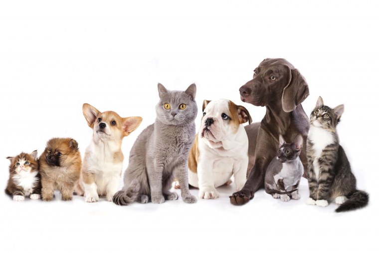 Свинья без фона