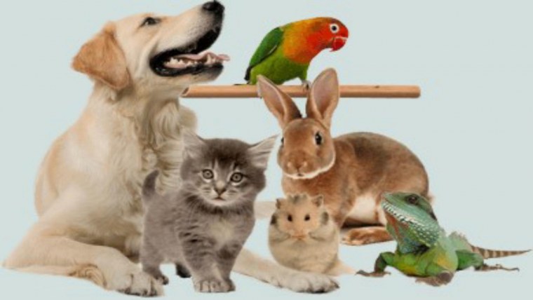 Зоомагазин животные