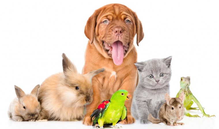 Товары для животных