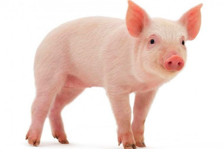 Кролик на прозрачном фоне