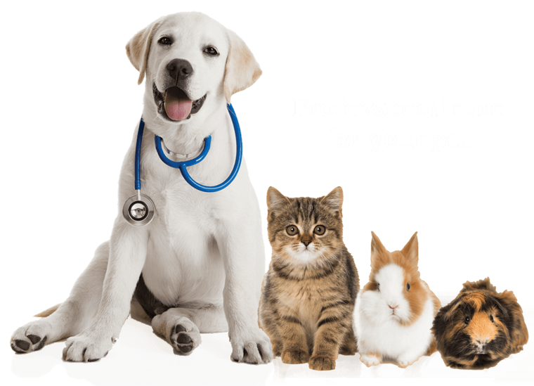 Собачки и кошечки