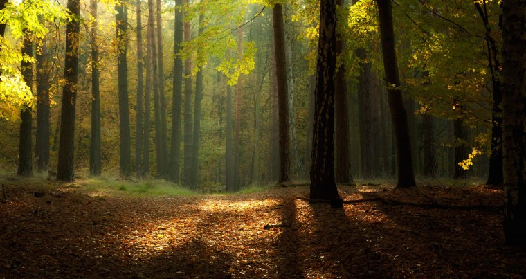 Изумрудный цвет в природе