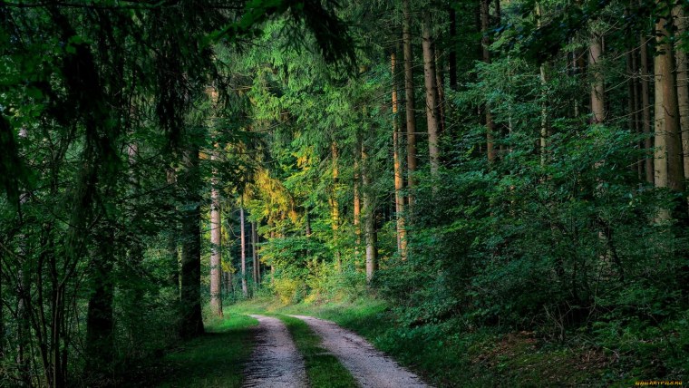 Красивый лес