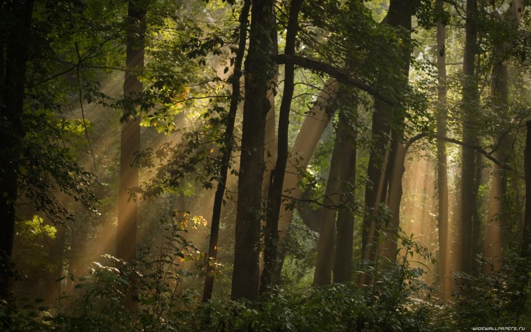 Темный хвойный лес