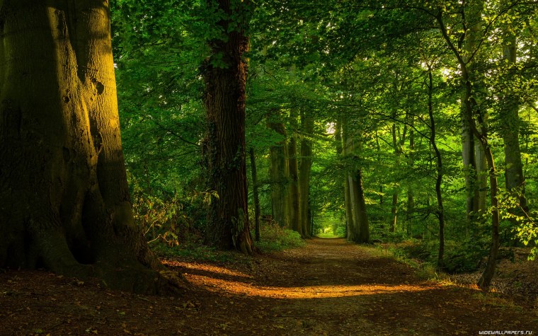 Красивый лес