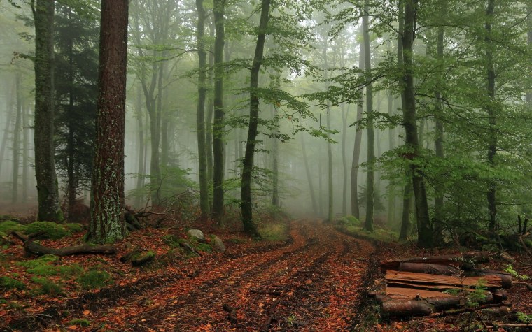 Еловый лес в тумане