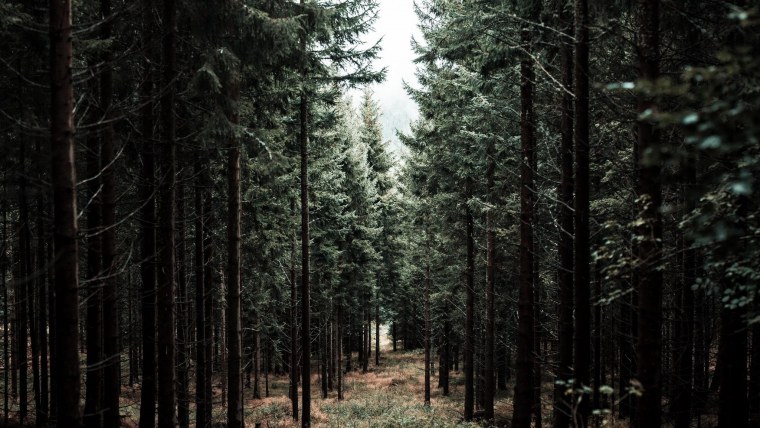 Шварцвальд тропа