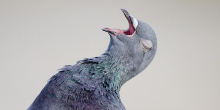 Голубь Виктор