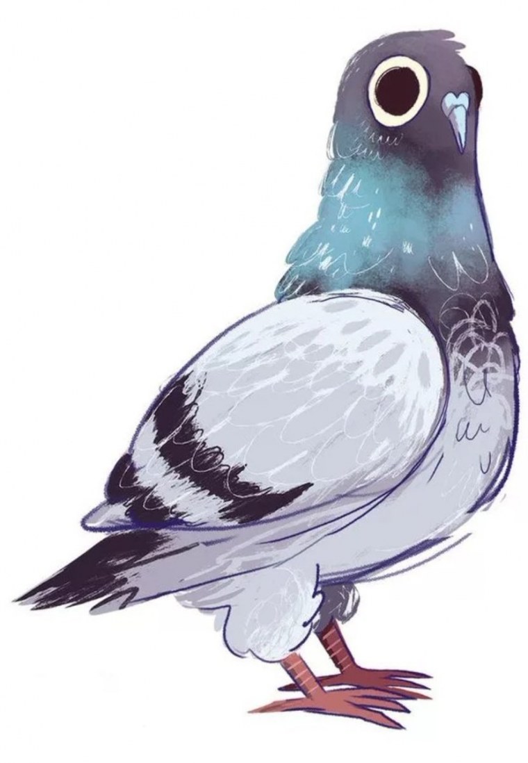 Голубь прикол
