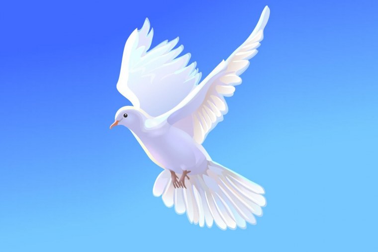 Голубь Минимализм