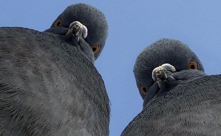 Голубь арты