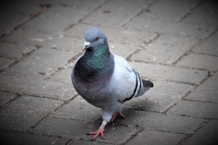 Мадейрский голубь