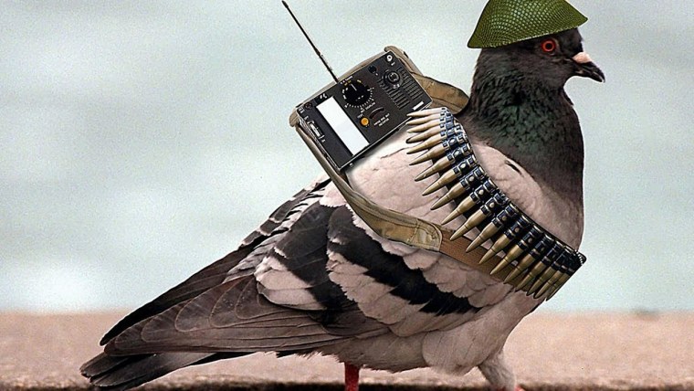 Летающий голубь