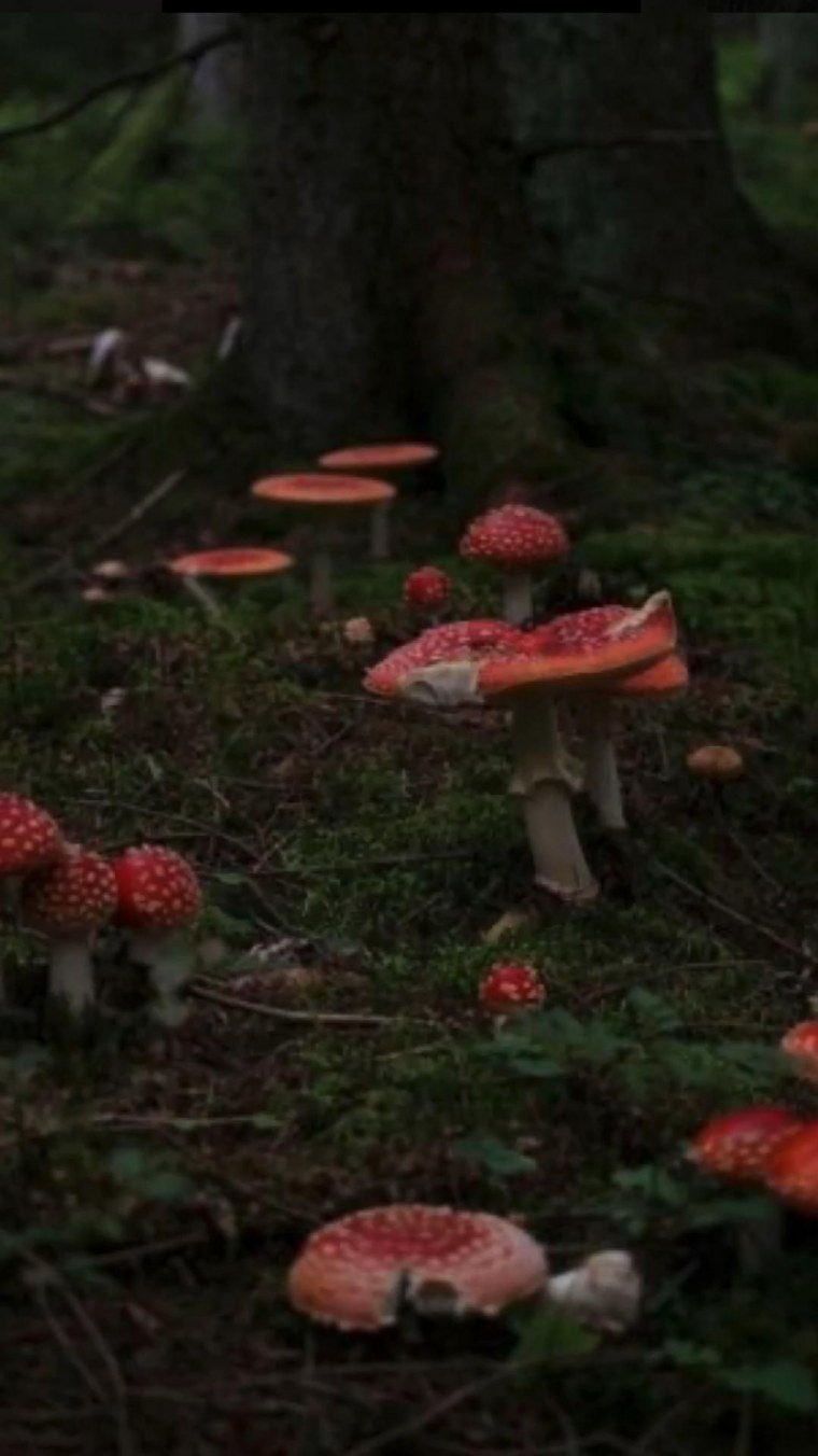 Гоблинкорн Эстетика