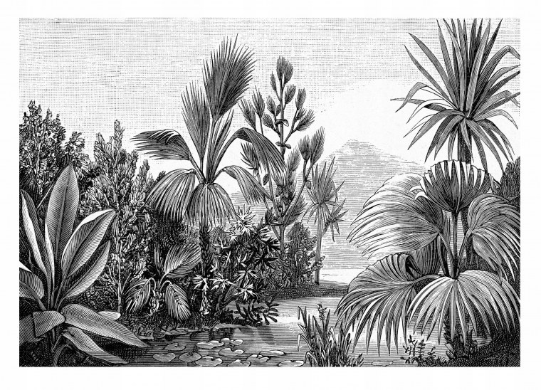 Черно белые фотообои джунгли