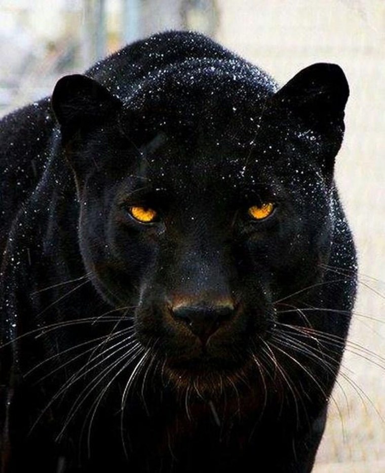 Тиберий пантера