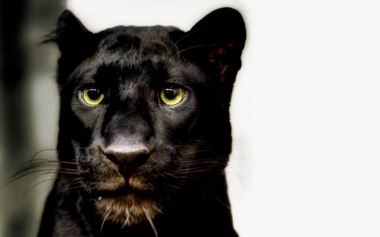 Пантера в темноте