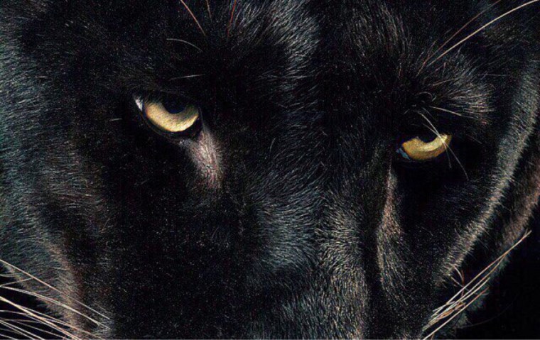Глаза пантеры