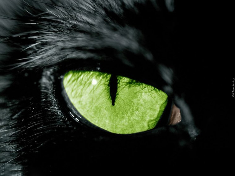 10. Черная пантера